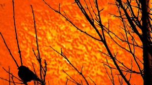 Bird-In-A-Tree-640x360